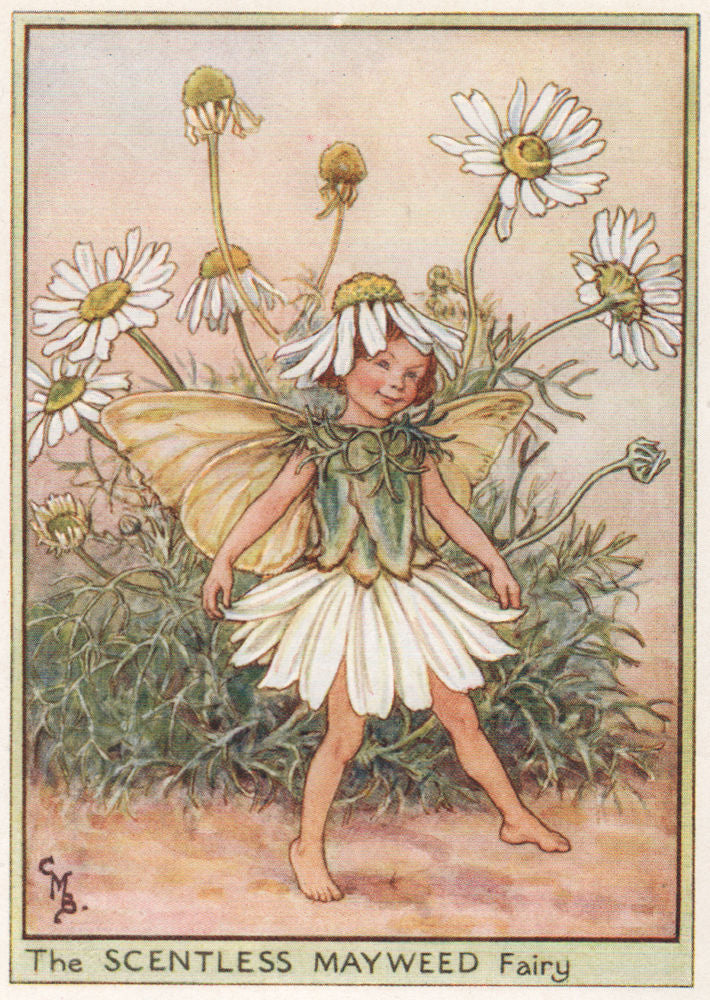 Scentless Mayweed Fairy by Cicely Mary Barker. Wayside Flower Fairies c1948